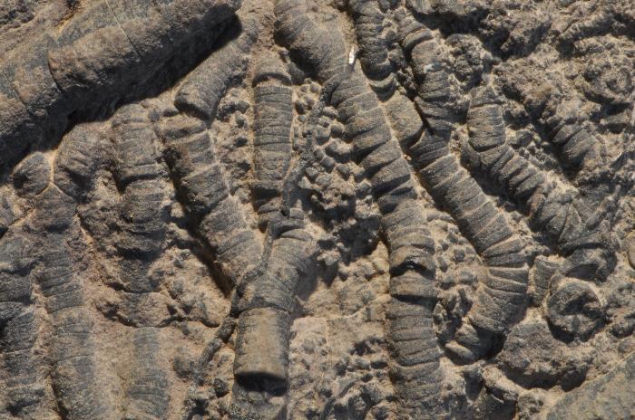 JM987  RARE SILURIAN CRINOID Scyphocrinites   MUSEUM  