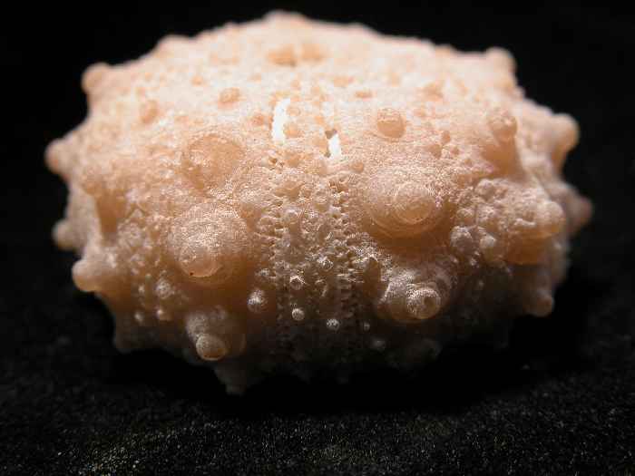 PM601  PERFECTLY PRESERVED CRETACEOUS ECHINOID Cidaris  