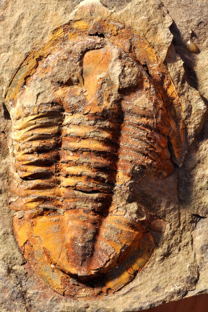 SM113  TWO ORDOVICIAN TRILOBITES   Asaphus  