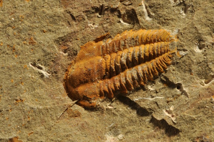 SM126  RARE CAMBRIAN TRILOBITE     POSITIVE + NEGATIVE  