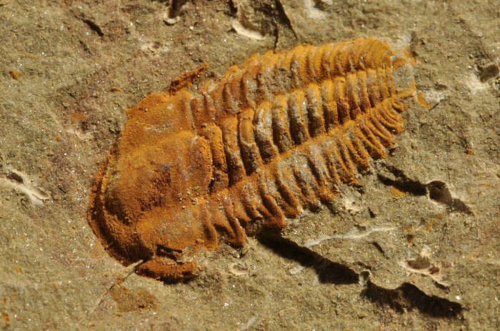 SM126  RARE CAMBRIAN TRILOBITE     POSITIVE + NEGATIVE  