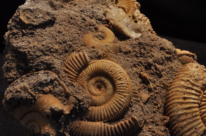 SM153  NICE JURASSIC AMMONITES Dactyloceras   CABINET   