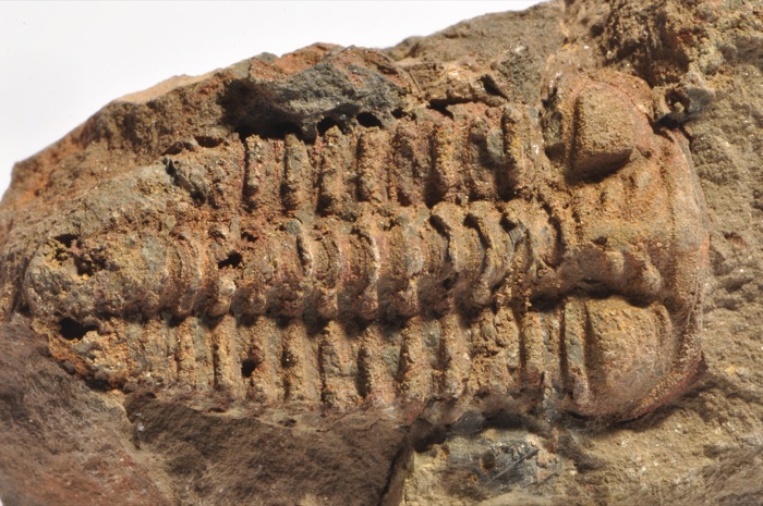 TR169  RARE ORDOVICIAN TRILOBITE Placoparia  