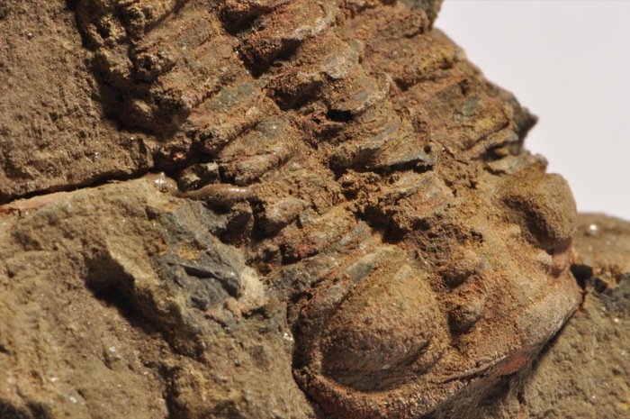 TR169  RARE ORDOVICIAN TRILOBITE Placoparia  