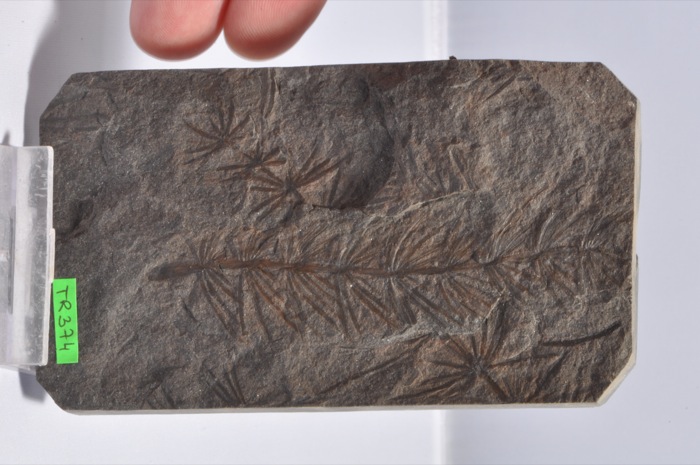 TR374  CARBONIFEROUS HORSETAIL Asterophyllites   FRANCE  