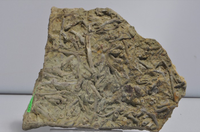 TR609  DEVONIAN BRYZOA FROM UKRAINE   SUPERB  