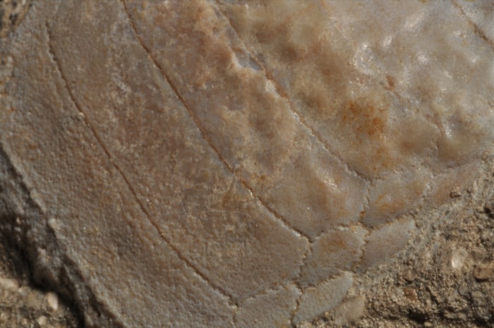 D128  CRETACEOUS STINGRAY MOUTH PLATES ON ROCK   Myliobatis  