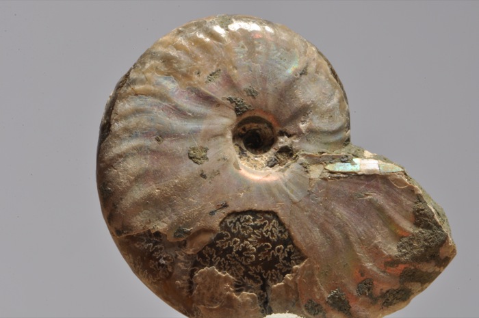 D146  SUPERB POLISHED AMMONITE WITH NICE SUTURE LINE  