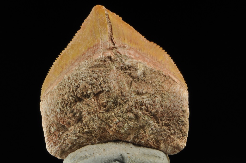 D235  NICE CRETACEOUS SHARK TOOTH Squalicorax pristodontus  