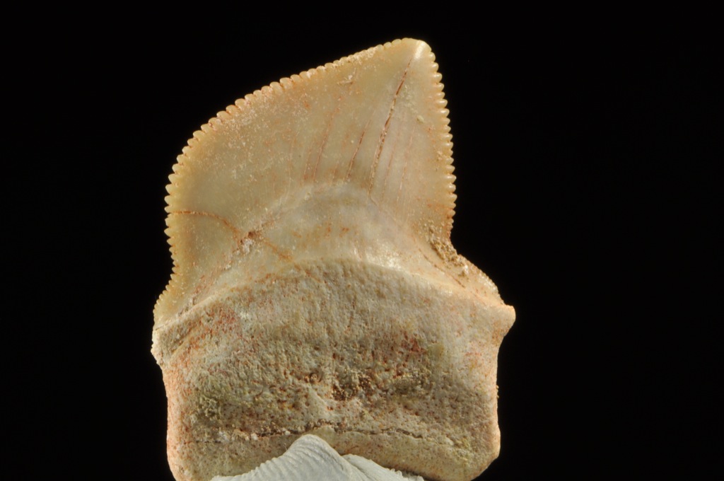 D260  CRETACEOUS SHARK TOOTH Squalicorax bassanii  