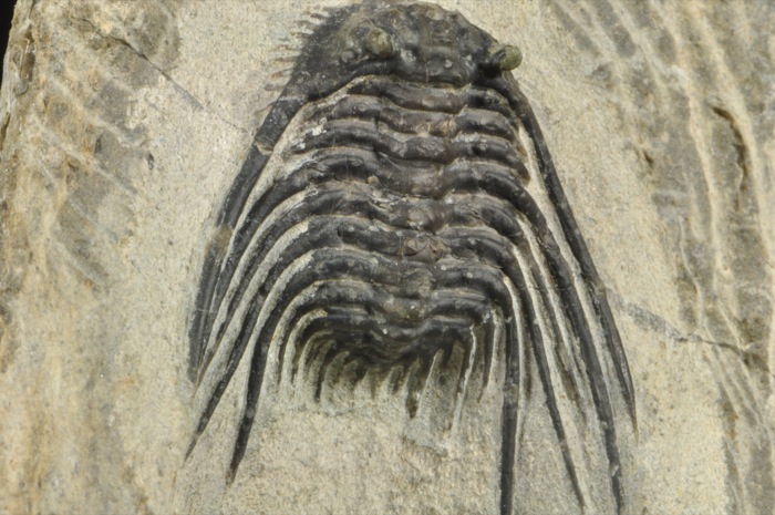 D324  3D DEVONIAN TRILOBITE   Leonaspis   SUPERB PRESERVED  