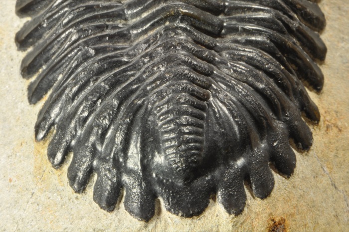 D585  DEVONIAN TRILOBITE Hollardops   SUPER DETAILED  