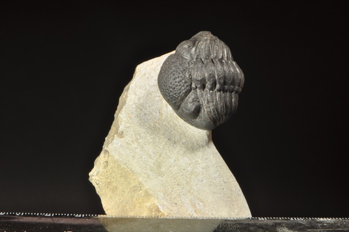 D608  BIG 3D DEVONIAN TRILOBITE Phacops sp.  