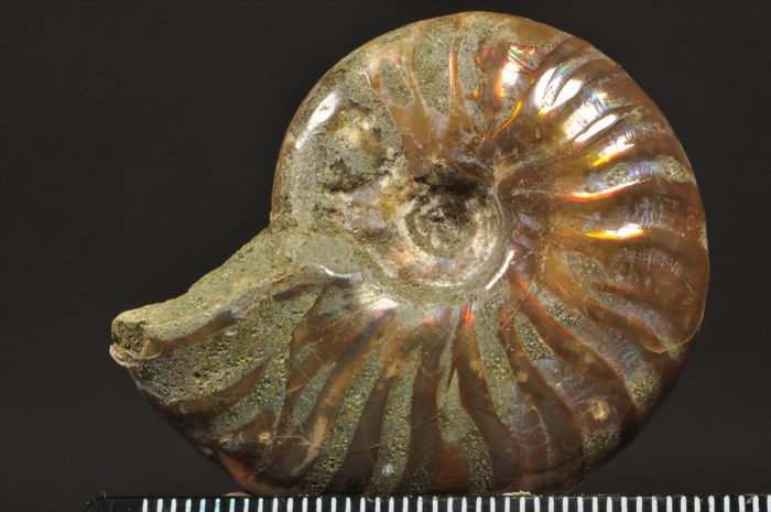 E298  NICE POLISHED AMMONITE WITH OPALIZED PEARL SHELL  