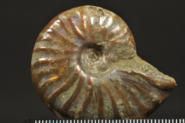 E298  NICE POLISHED AMMONITE WITH OPALIZED PEARL SHELL  