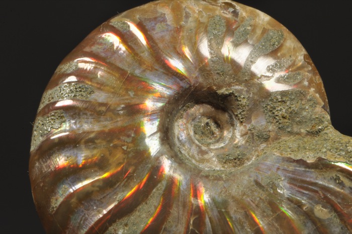 E298  NICE POLISHED AMMONITE WITH OPALIZED PEARL SHELL  