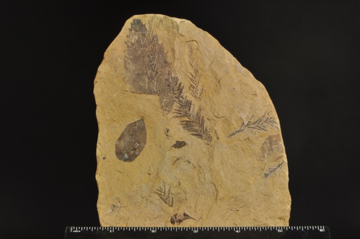 E360  MIOCENE FOSSIL LEAVES   Taxodium & Nyssa   SUPERB   CABINET SIZE 