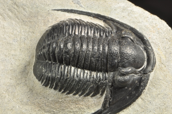 E366  DEVONIAN TRILOBITE Cornuproetus   SUPERB  