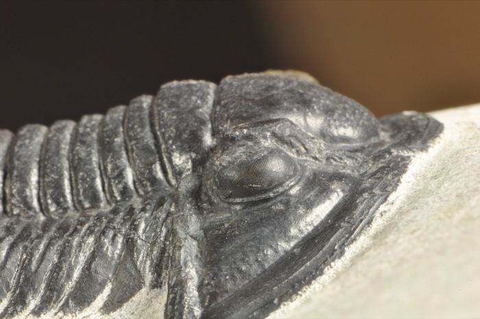 E366  DEVONIAN TRILOBITE Cornuproetus   SUPERB  