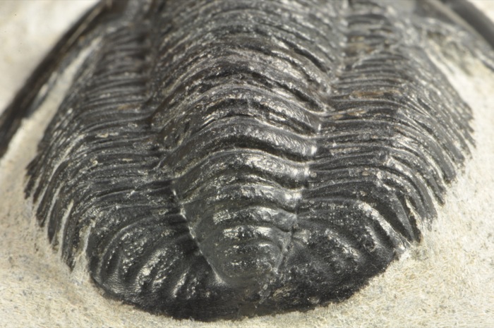 E366  DEVONIAN TRILOBITE Cornuproetus   SUPERB  