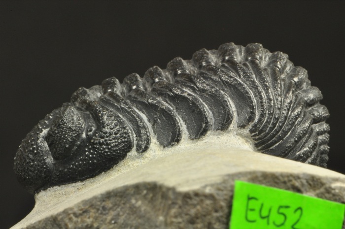 E452  BIG 3D DEVONIAN TRILOBITE Phacops sp.  