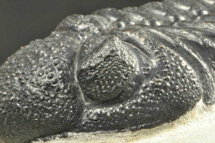 E452  BIG 3D DEVONIAN TRILOBITE Phacops sp.  