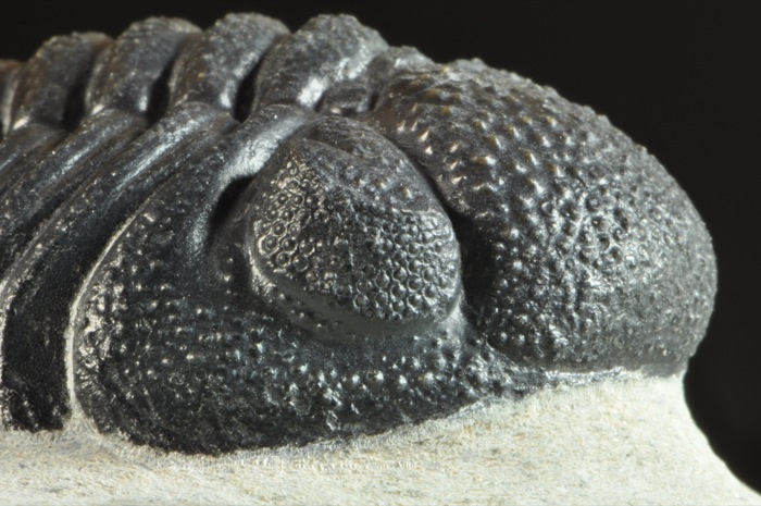 E503  BIG 3D DEVONIAN TRILOBITE Phacops sp.  